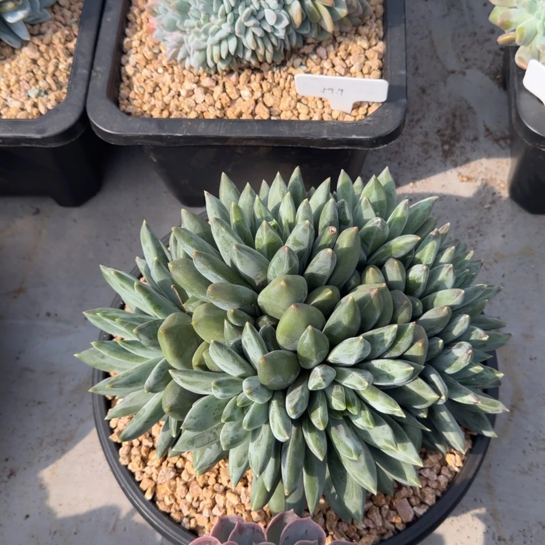 重楼大群666666666666666