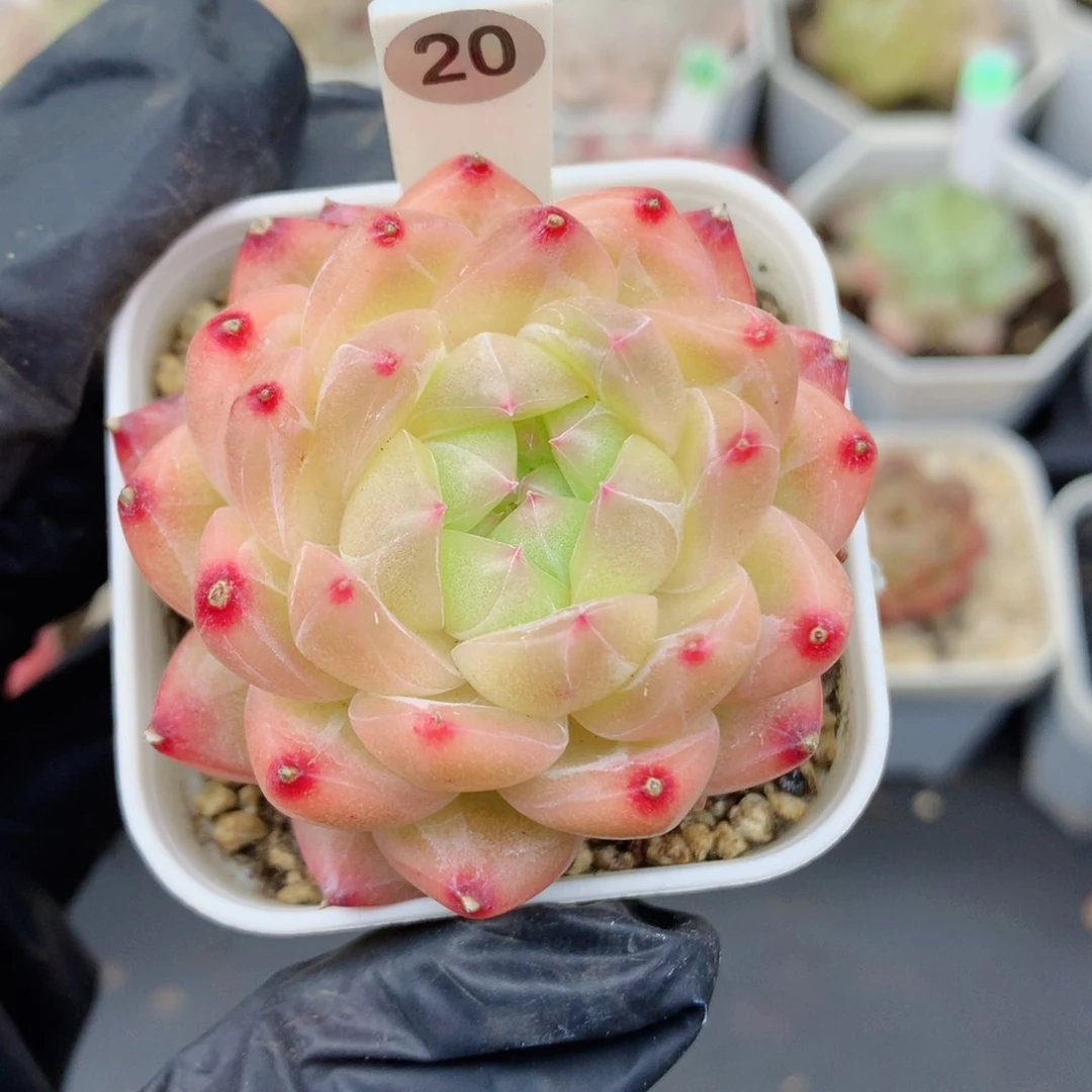 珍妮58包邮  群生不包整20