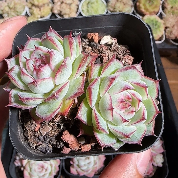 ****肉1118------160女王福利