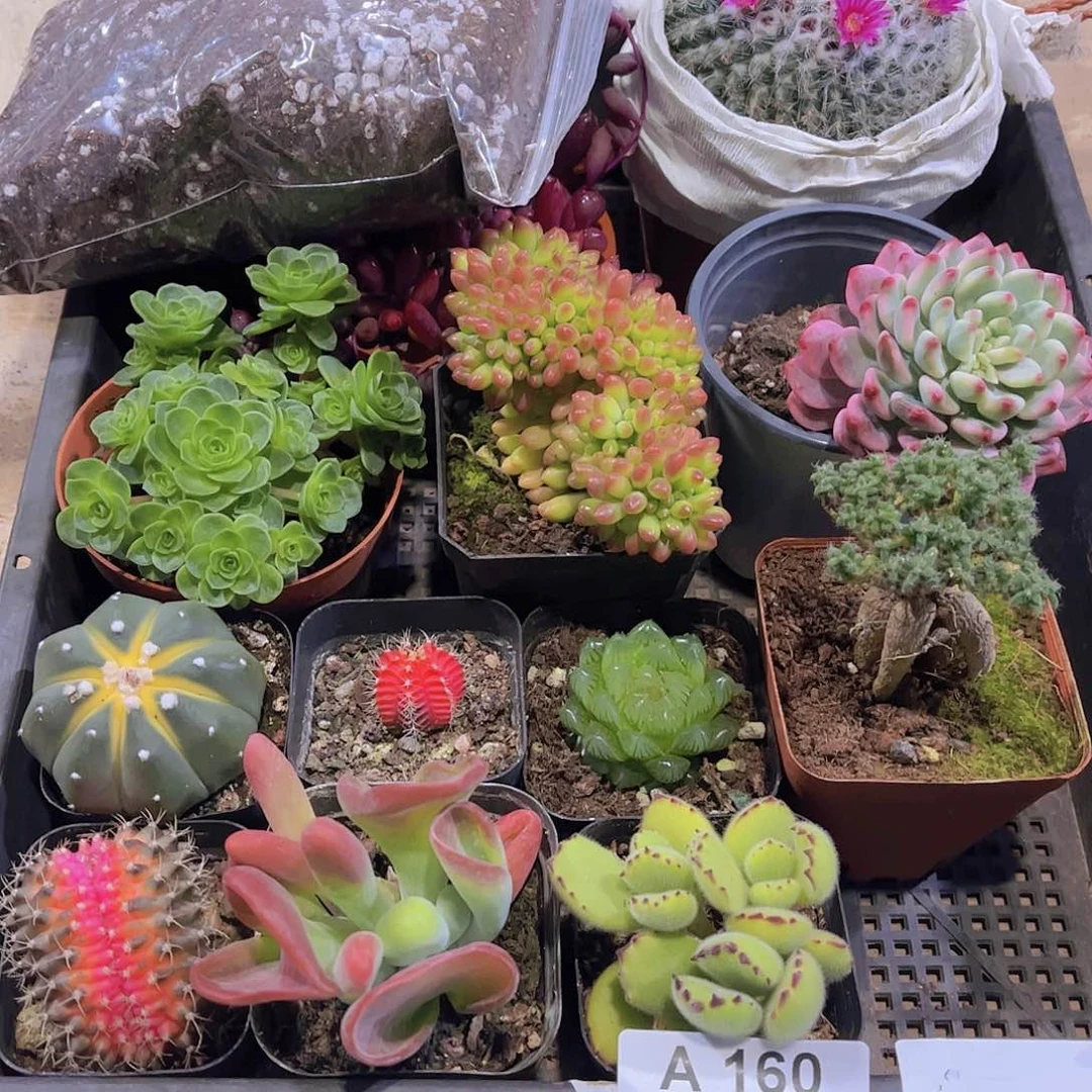 多肉160多肉植物