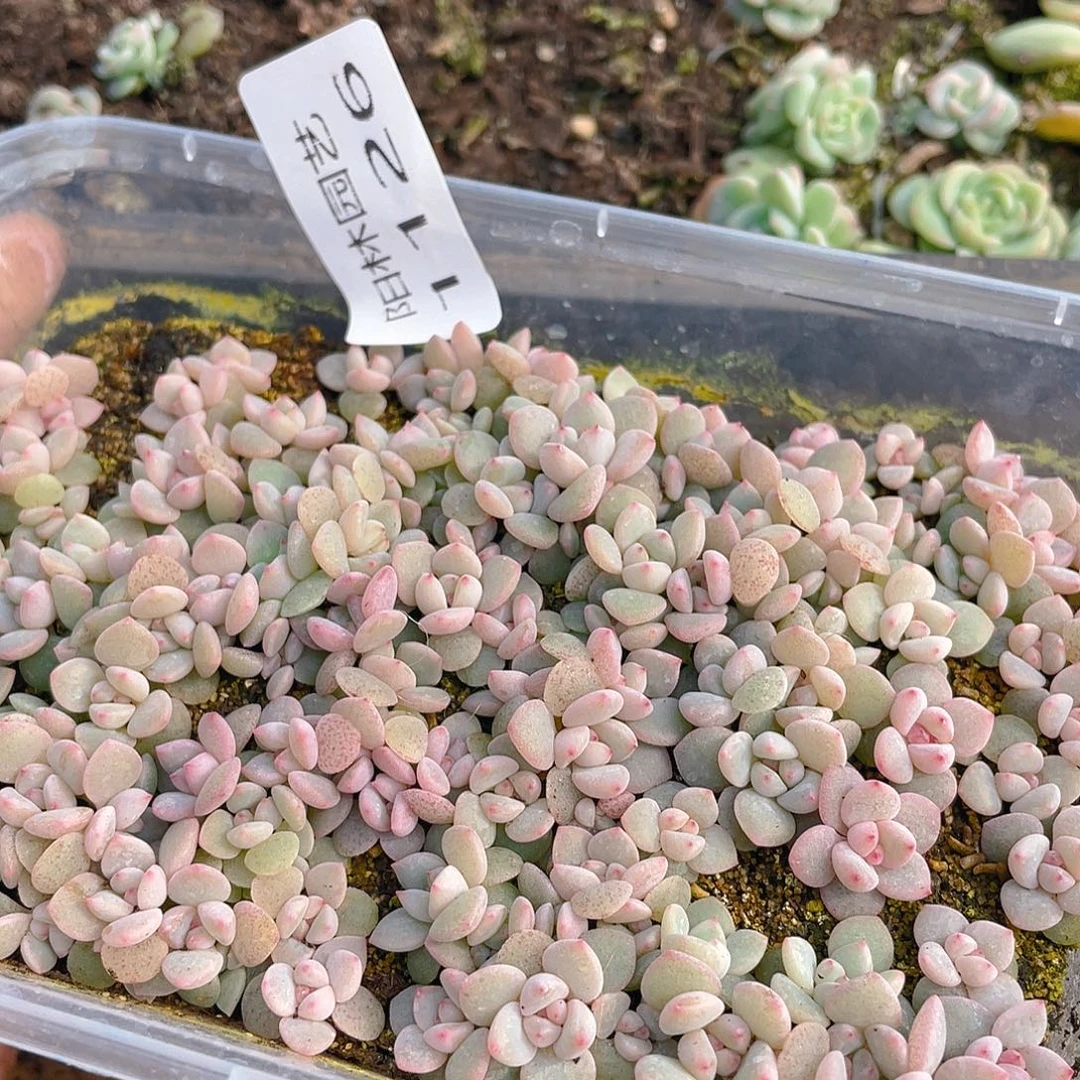 *****多肉植物多肉植物1126