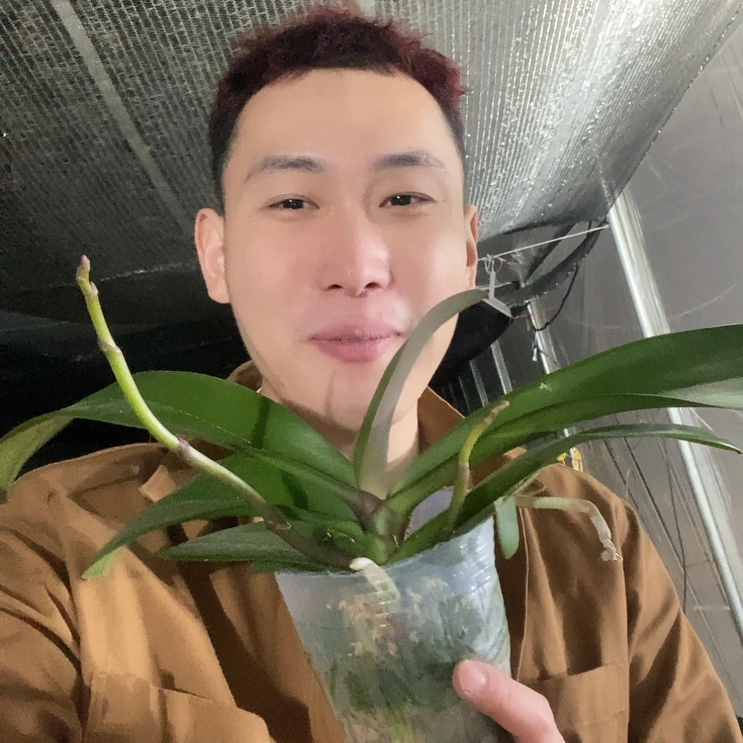 无花朵神仙姐姐蝴蝶兰