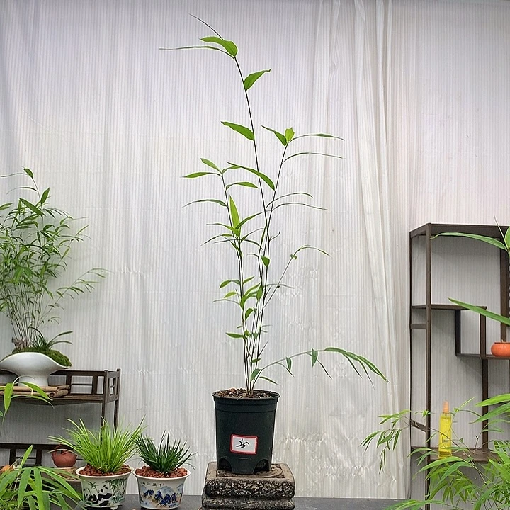 完全开放竹子绿植植物