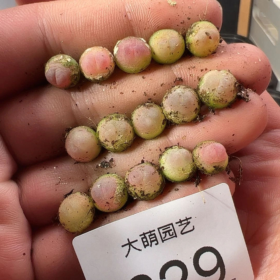 0000629量拍以下3颗