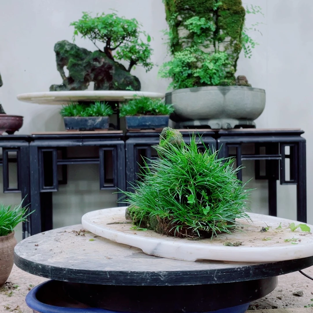无铅玻璃五****室铁线蕨科植物黑白花的