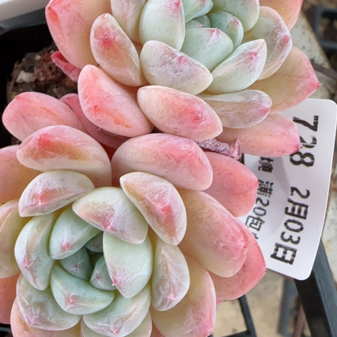 花语逸镜0203-728