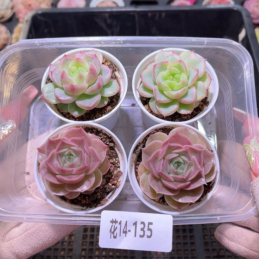 花利美14-135框拍4颗