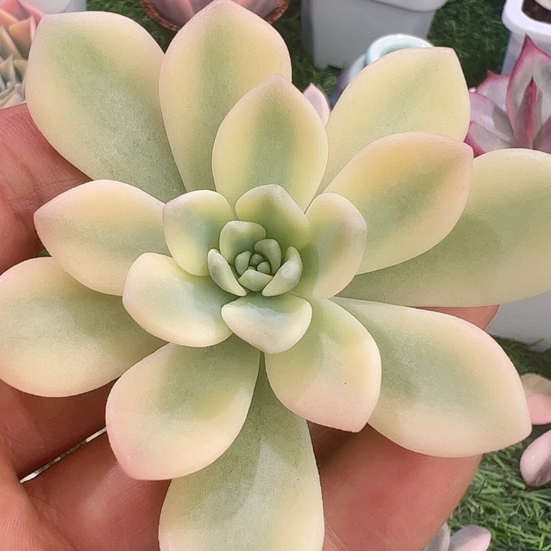 多肉植物多肉植物