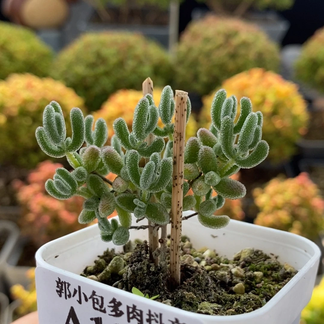 优选冰晶1084枝干番杏