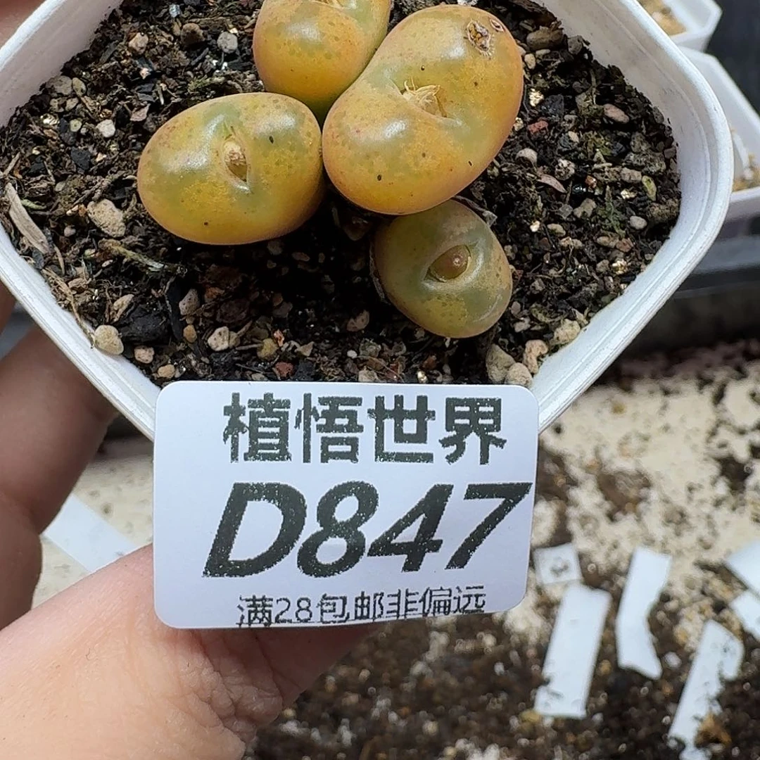多肉植物的润泽fhhn