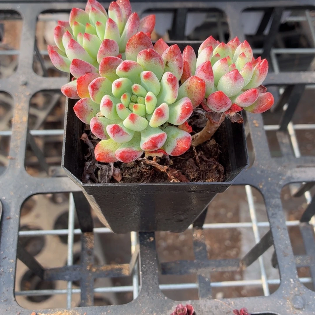 兰苹果多肉9.9包邮发货