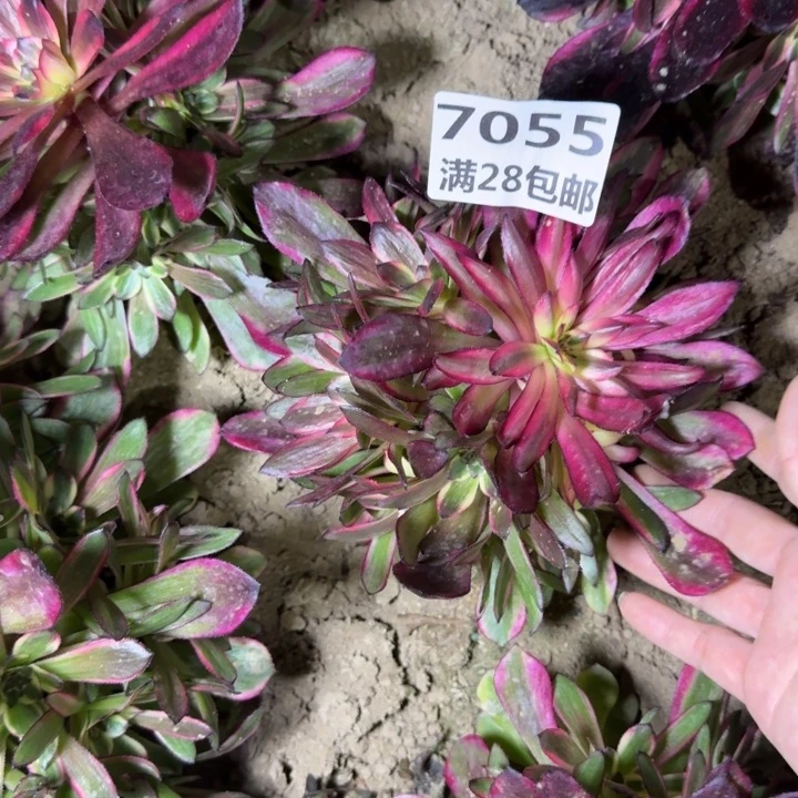 萧**姐7055二号棚烟花多肉I