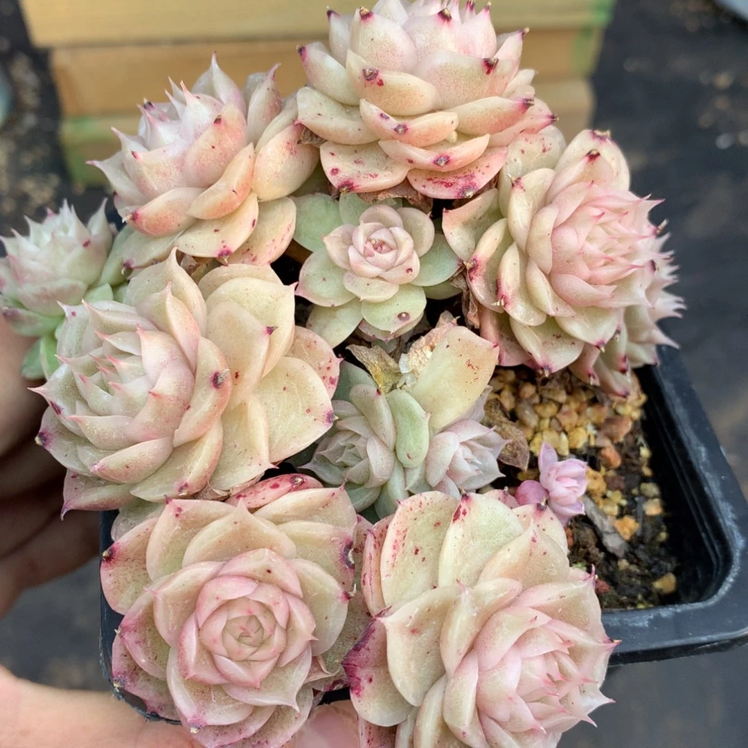 0130-15 麦杆优选