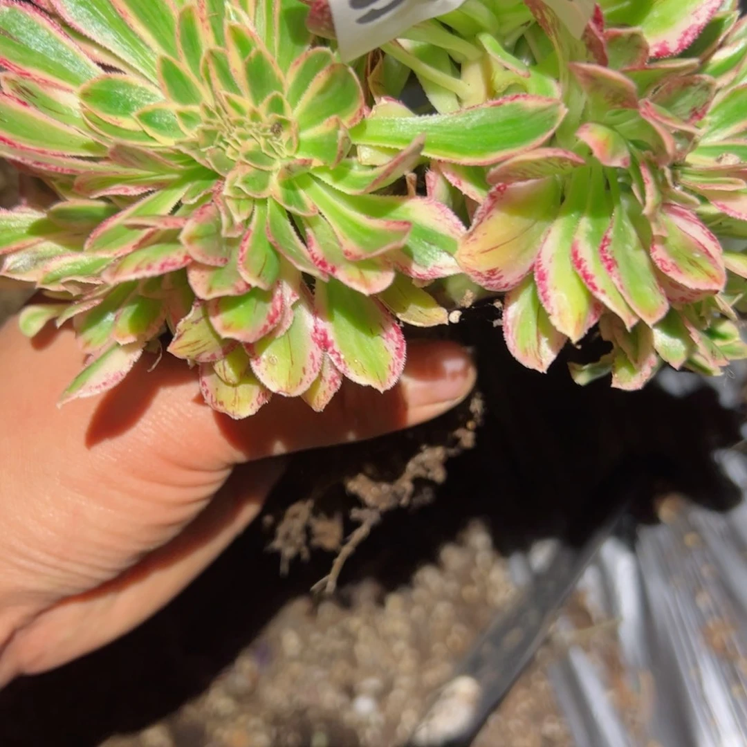 943 号多肉植物法师