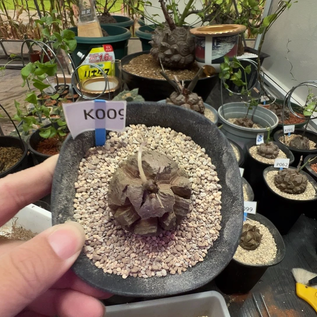 多肉植物专拍 一物一拍 南非龟甲龙009