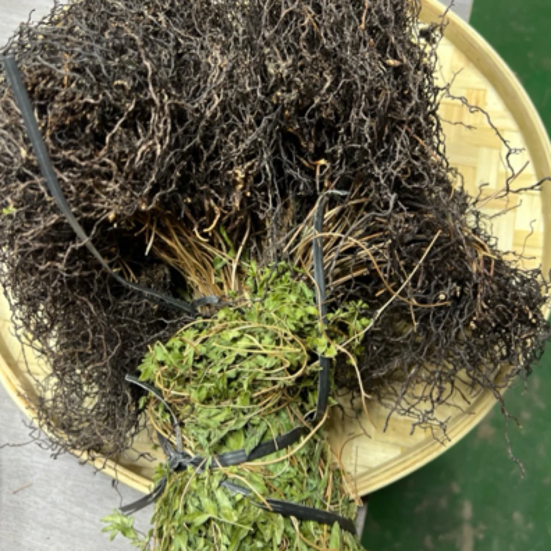 海金沙、（云南高原特色山货）现称重量