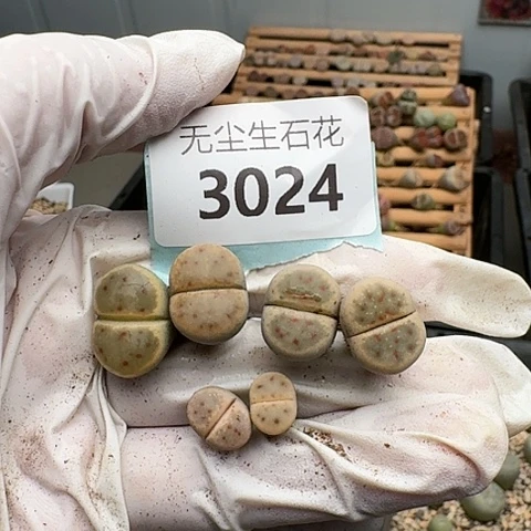 F***W3024，惜春也叫神迪脱土发货