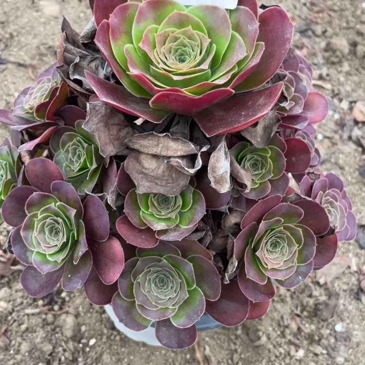 无花朵068多肉植物魅金玫瑰