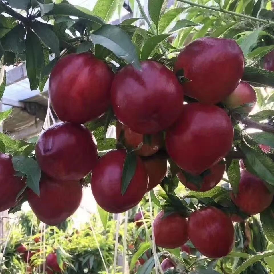 正宗中油1号桃树苗金硕油桃树苗盆栽地栽南方北方种植当年结果苗