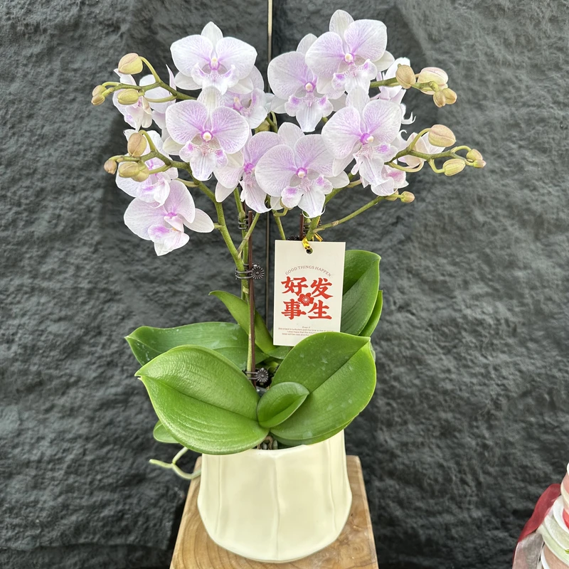 Petal8优选【胭脂雪】蝴蝶兰花 花摆设客厅摆设种植基地发货