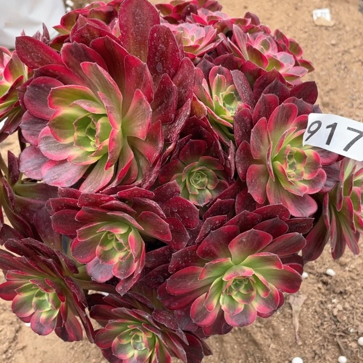 917多肉植物安娜