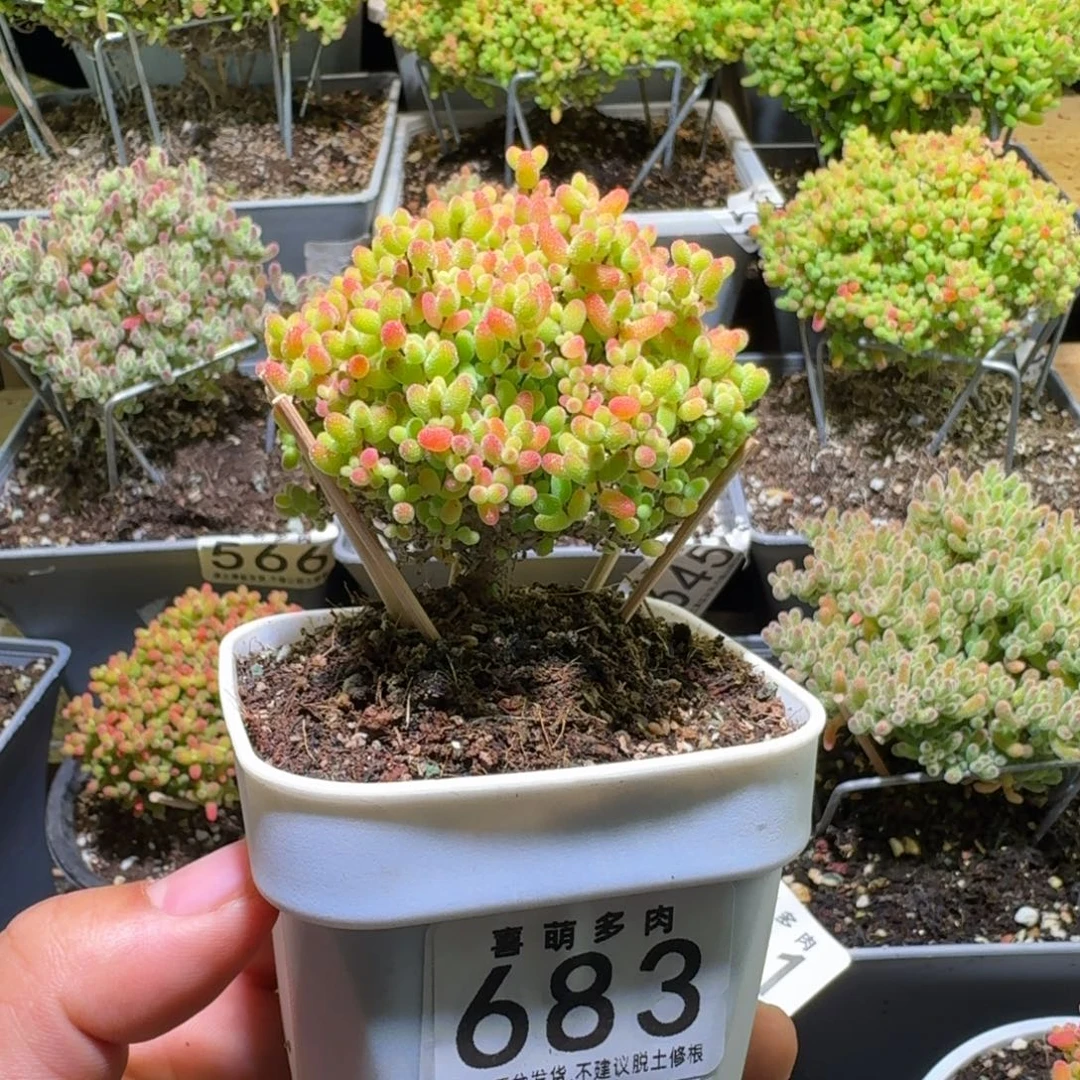 枝干番杏蜜桔糖球683