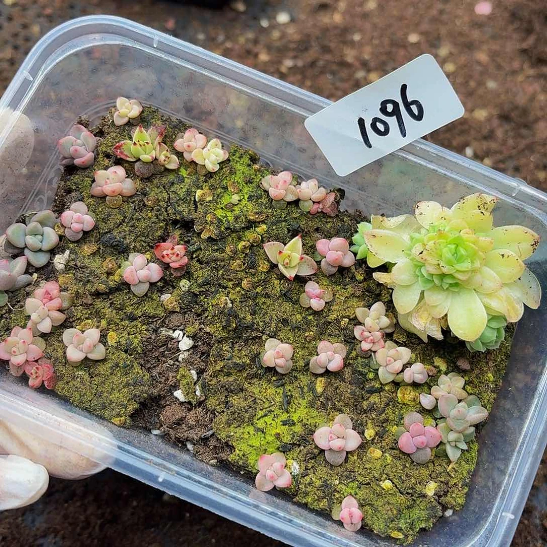 多肉植物多肉植物1096