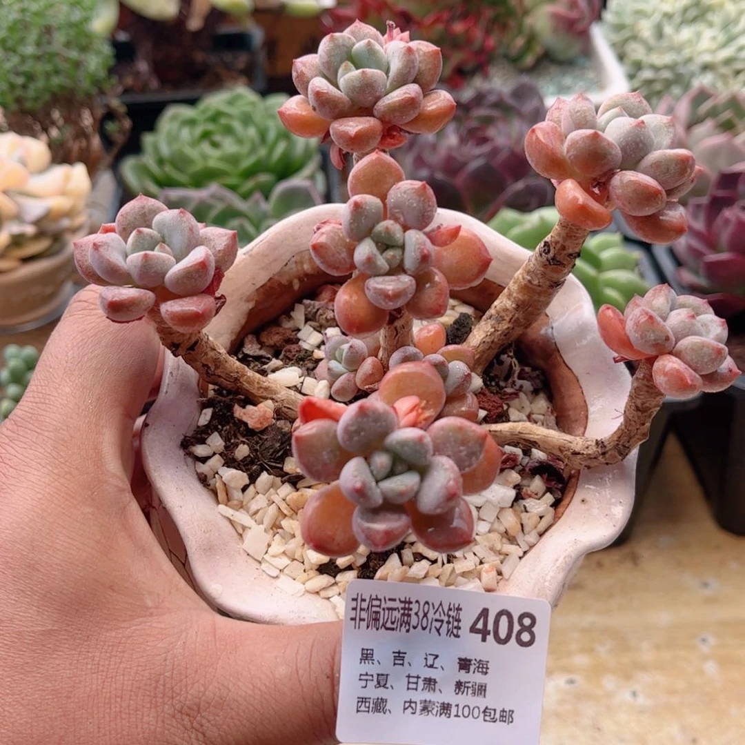 408白露德华多肉