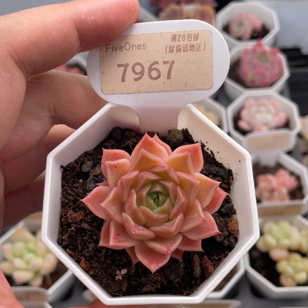 小海螺7967-4.5厘米