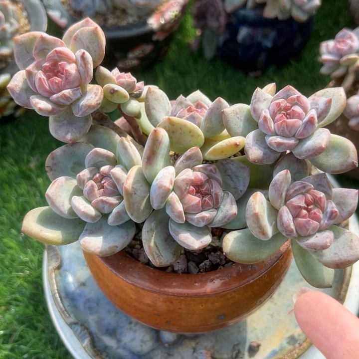石榴子星影一物一拍