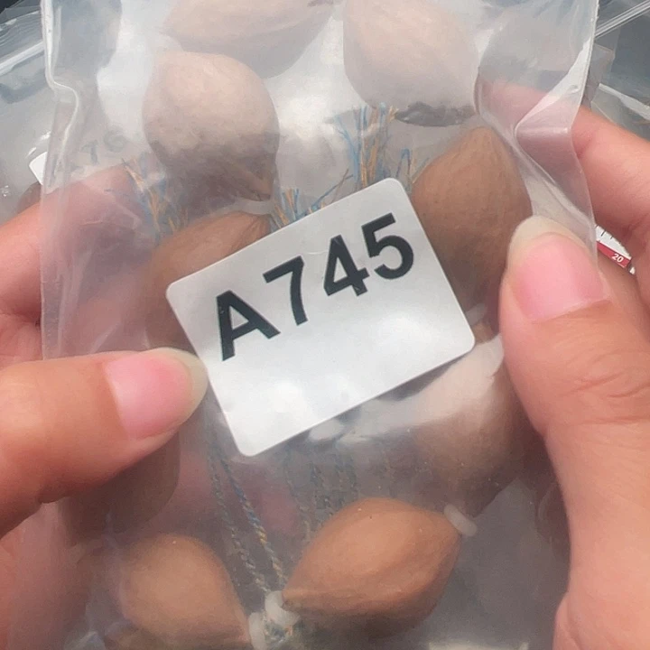 梵***子橄榄核手串/手链橄榄