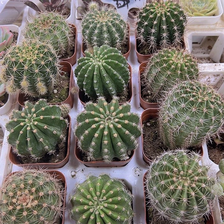 大彩草球19包邮多肉