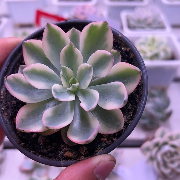 1020号雨滴锦多肉植物