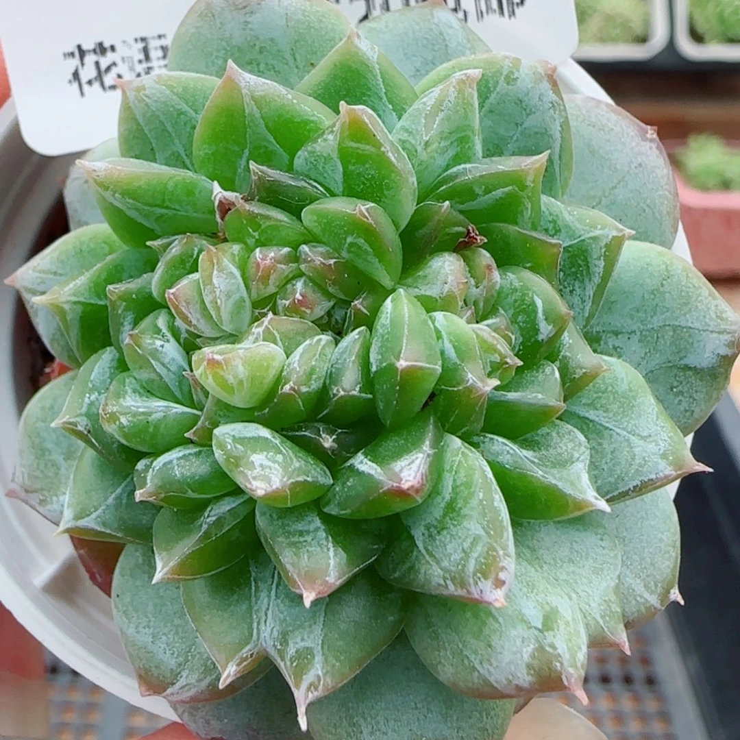 花语逸镜0924-101