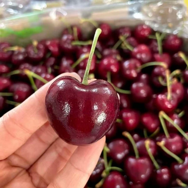 3JDD果王顺丰京东【今天拍明天到】智利车厘子新鲜宝宝孕妇水果5斤内附果径卡海运 桑提娜樱桃智利共和国