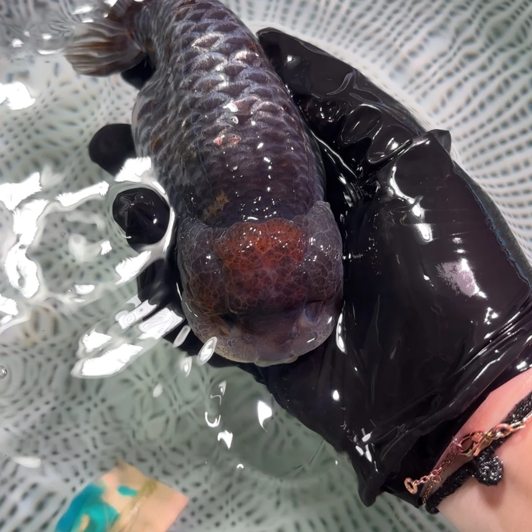 金鱼漯****） 运费自理不包邮