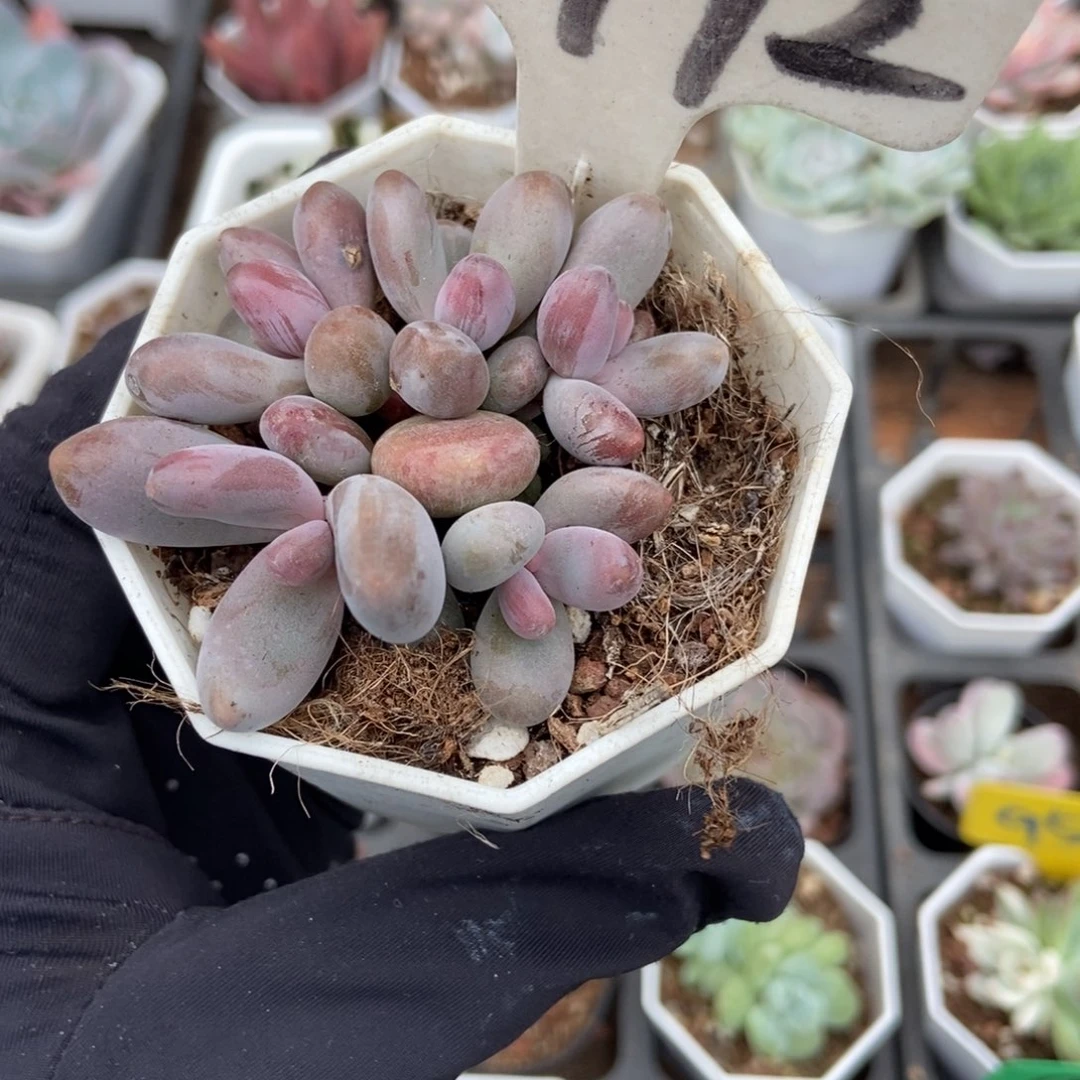 1992红手指多肉植物