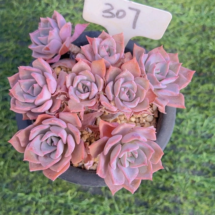 健健康康平平安安