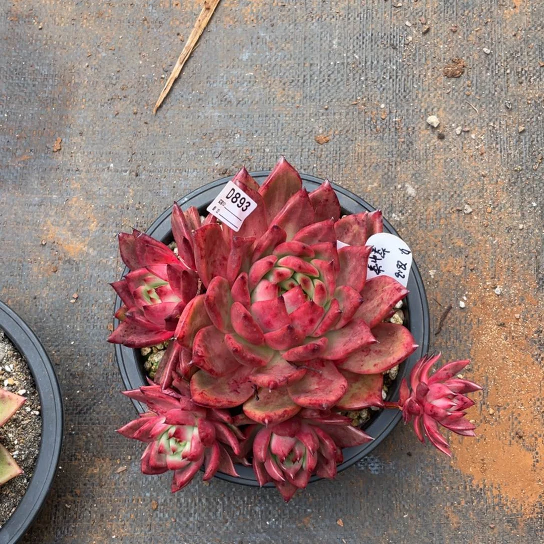 。***。无花朵若如东云单拍D893