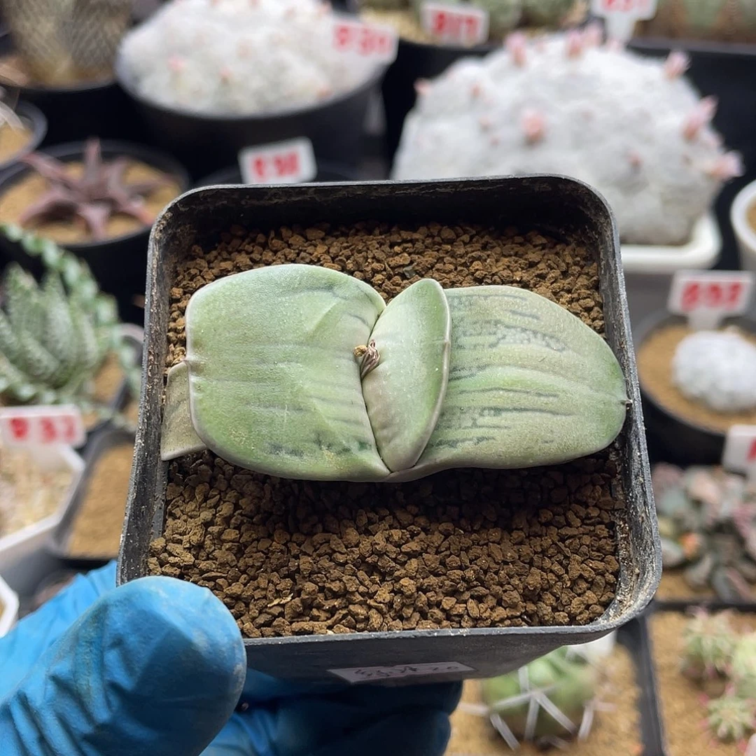 实生奶油肌卧牛绿冰