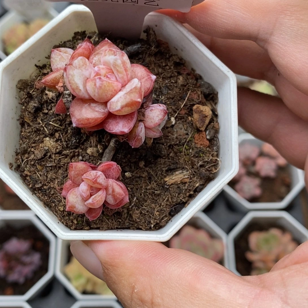 0281 德国香槟 4.5cm