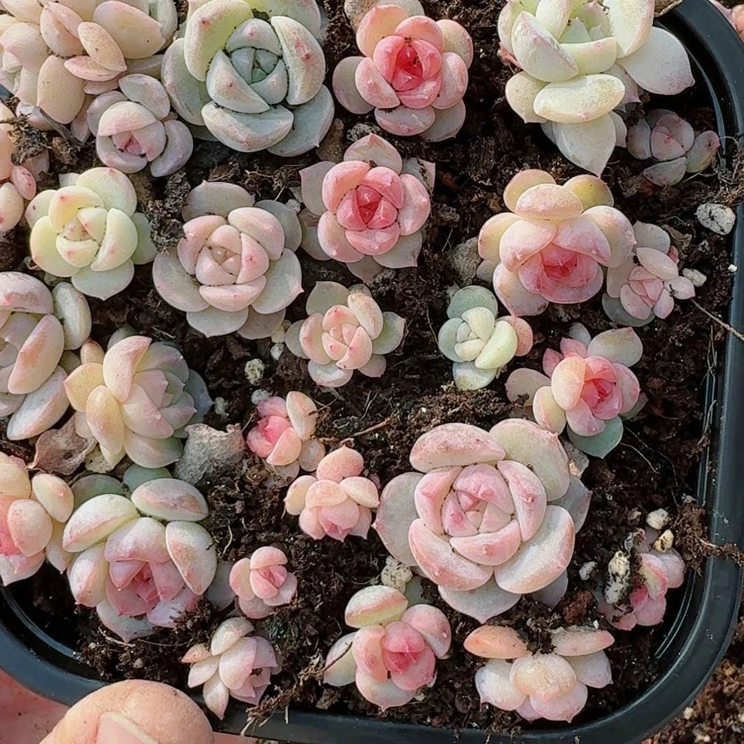 杂交新品珍妮多肉291