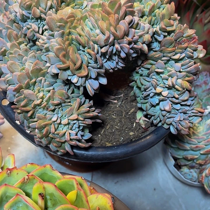 冬***！丽娟花卉精品马囊缀