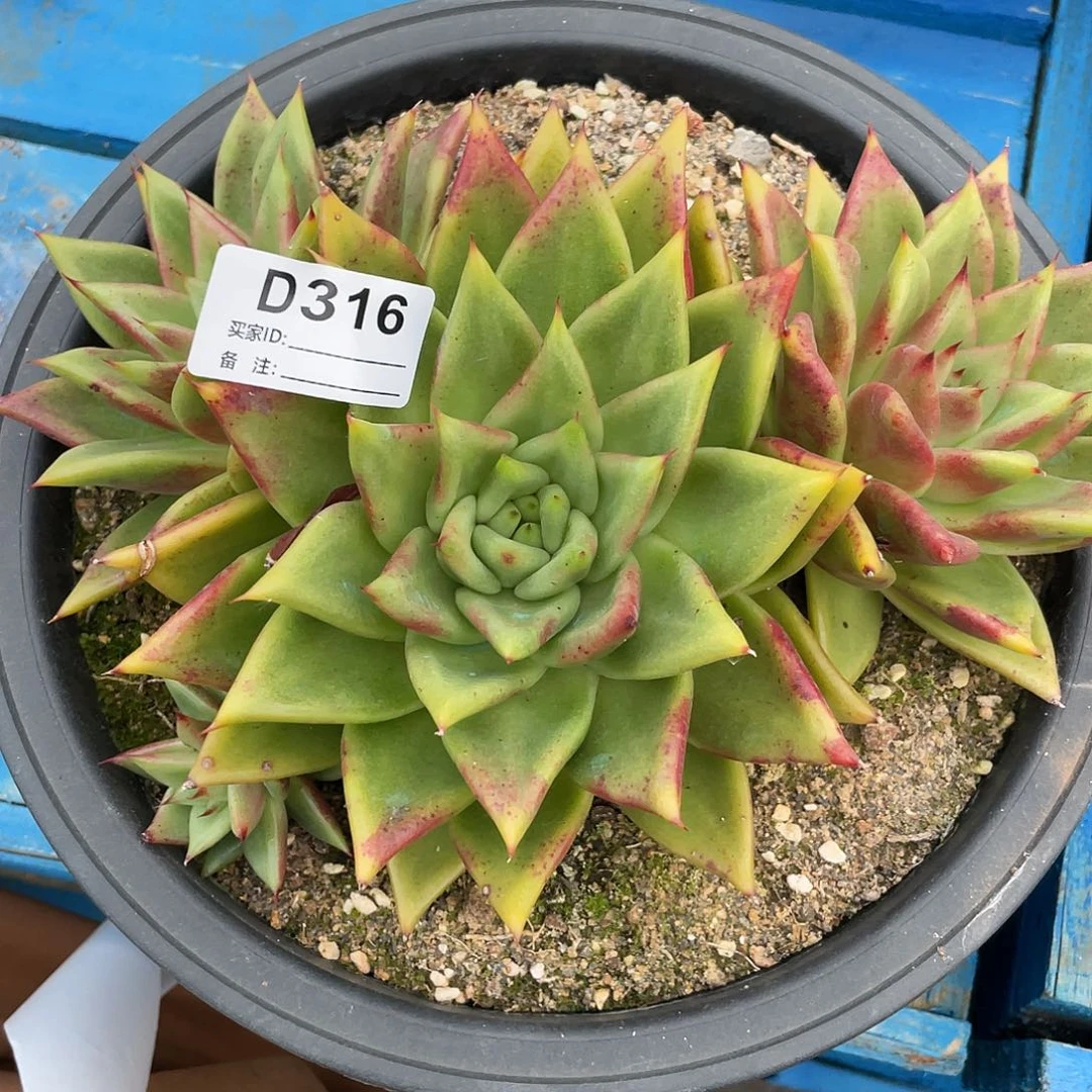 若如东云单拍D316