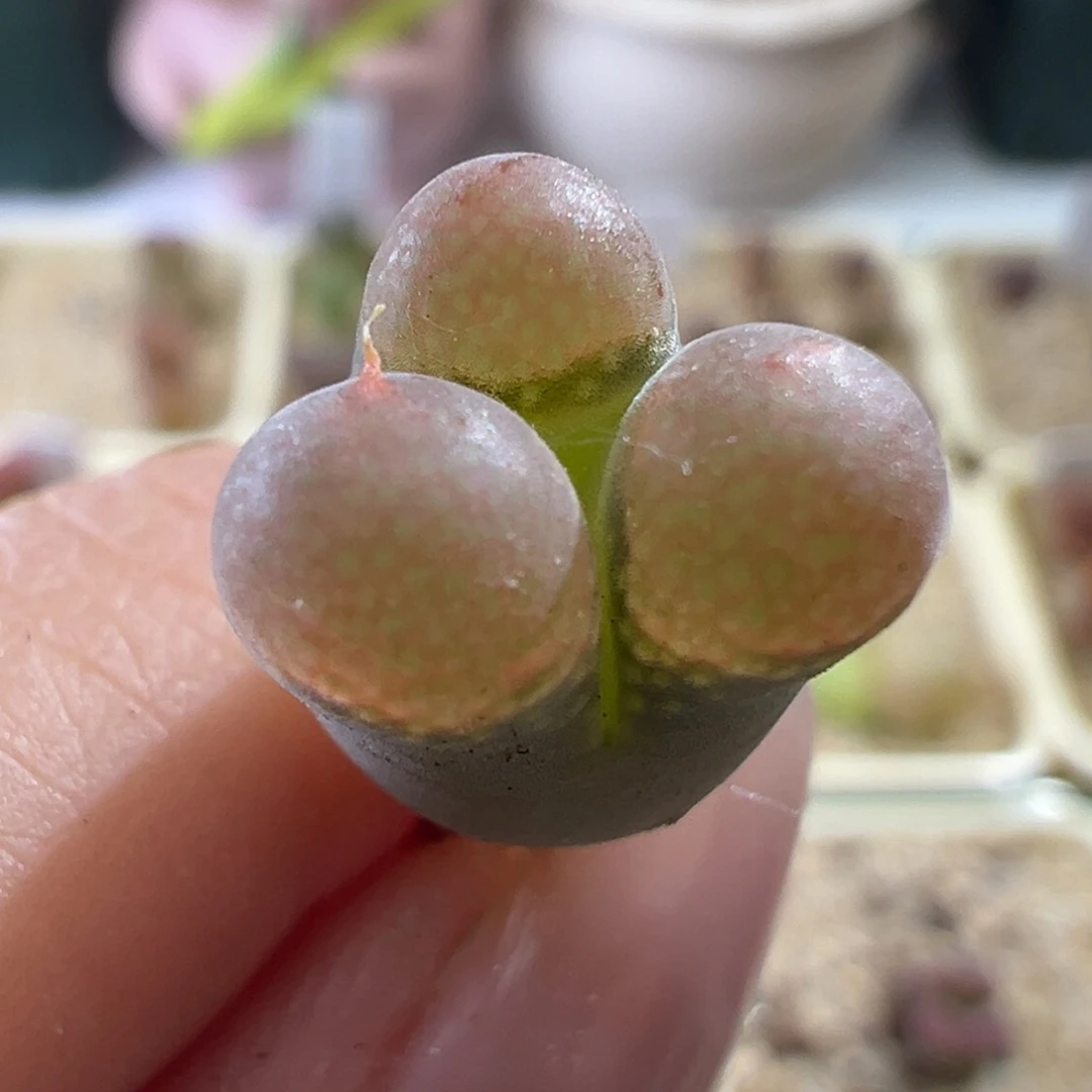 1726/青蛙种源pv1089鲑鱼粉 奔奔头2.5年