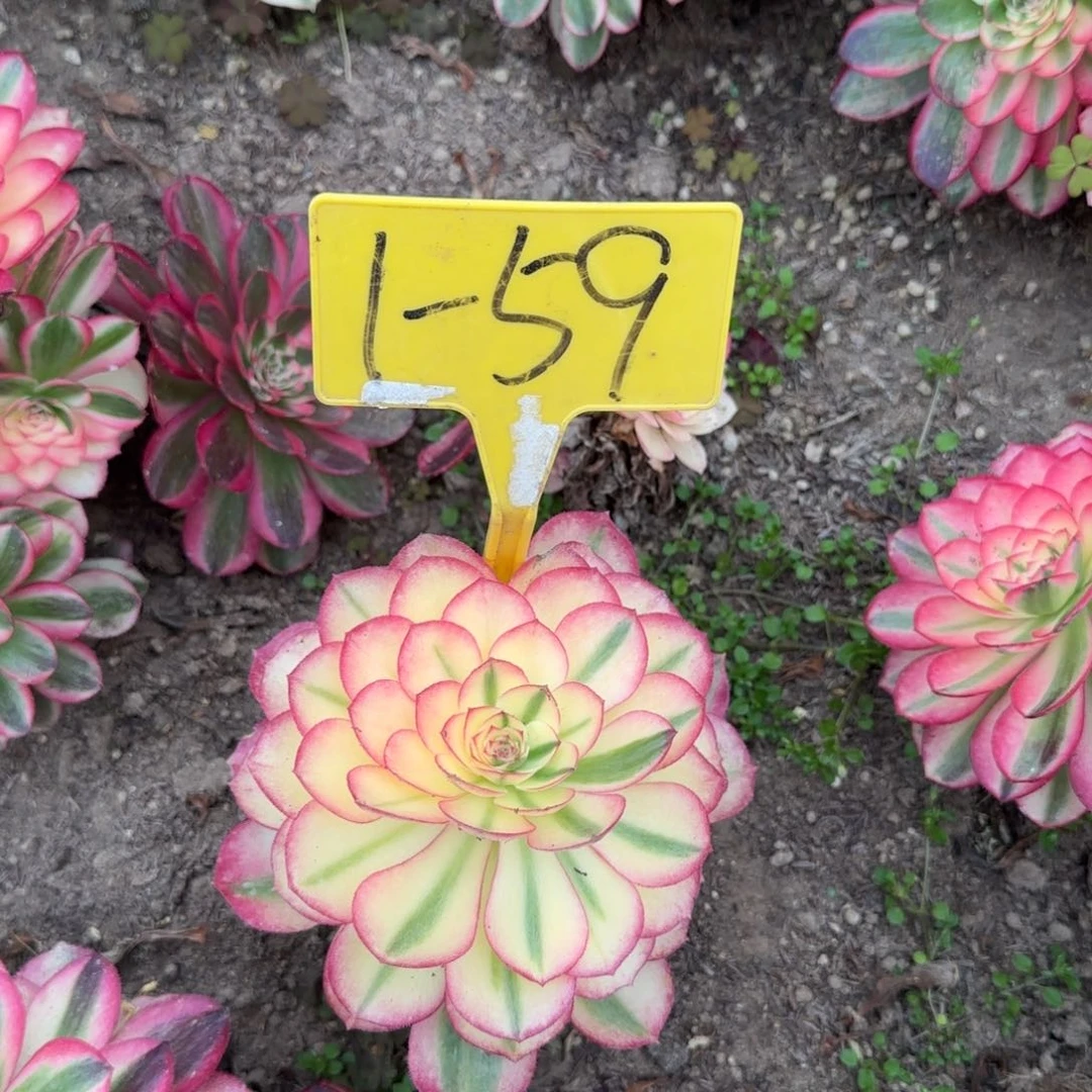 1-59--荔枝多肉多头