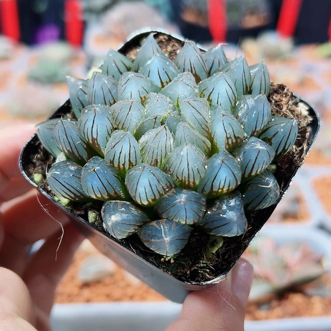 爆*花十二卷多肉黑肌玉露