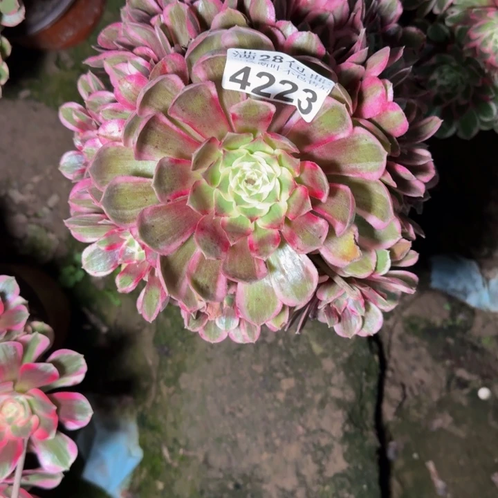 4223孔雀翎不包段枝
