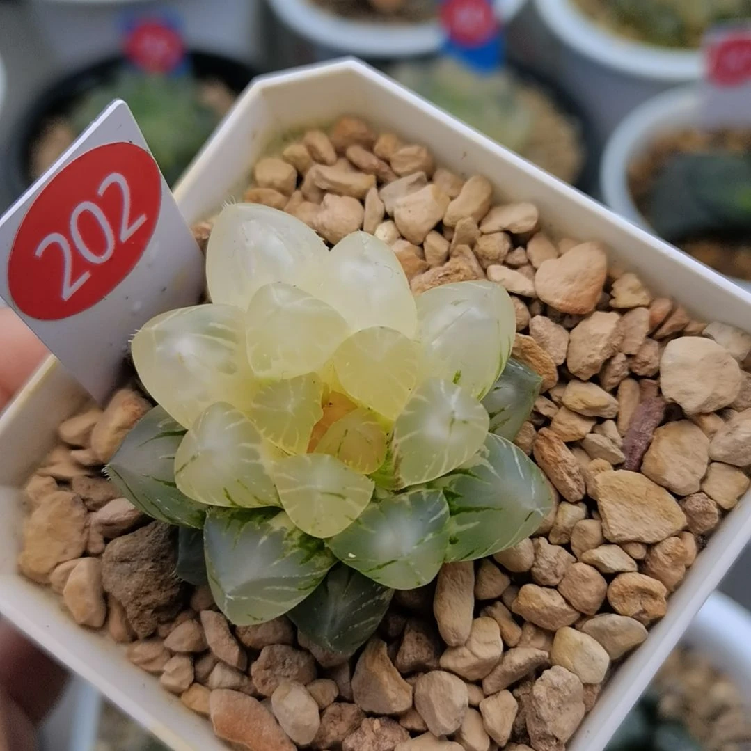 202号OM玉露锦一物一拍带盆土发货