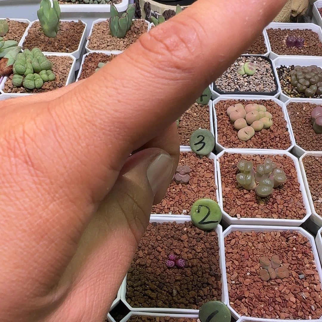鳄***梨哈哈哈哈哈哈哈。 1335